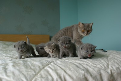 Кто там любит кошек? - DSC05054-1.jpg