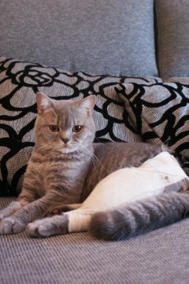 Кто там любит кошек? - DSC08385.JPG