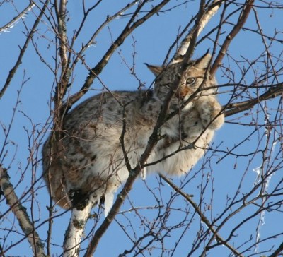 Шок-4 - s640x481.jpg