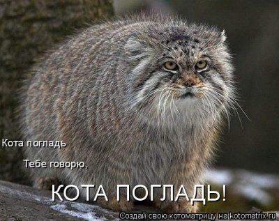 Кто там любит кошек? - Xp.jpg