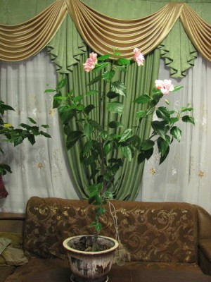 Re: Наши цветы - 1.jpg