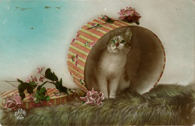 Кто там любит кошек? - 2144304593_b0b6caa5bd.jpg