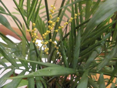 Re: Наши цветы - IMG_2012.jpg