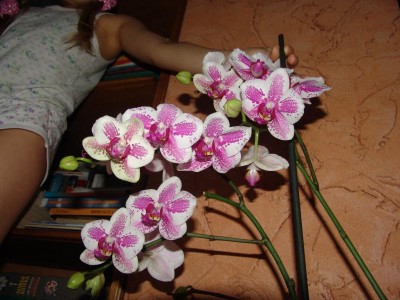 Орхидеи. - DSC04339.JPG