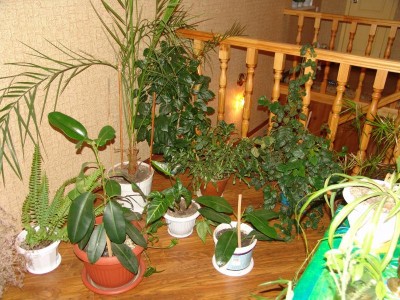 Это наши цветы ,частично.