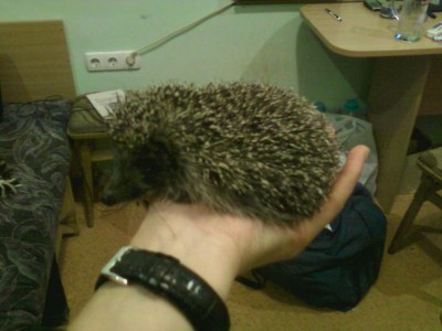 Они прекрасны и удивительны Из жизни животных. - Фото-0001.jpg