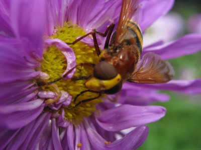 Re: Наши цветы - IMG_2997.jpg