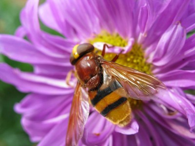 Re: Наши цветы - IMG_2996.jpg