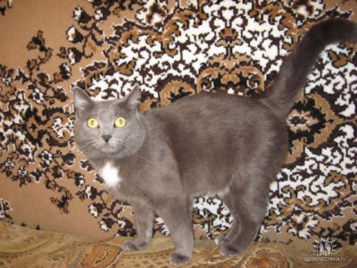 Кот не дает спать ночью...... - котик.jpeg