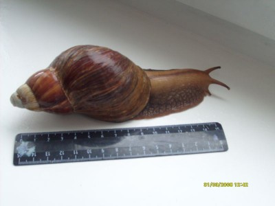 Улитки Ахатины - S7300618.JPG