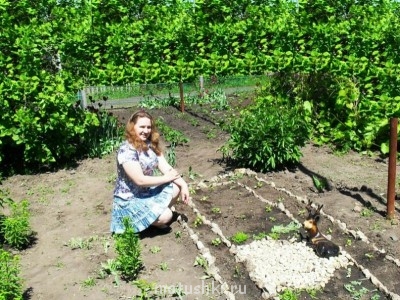 Наша дача - клумба.jpg