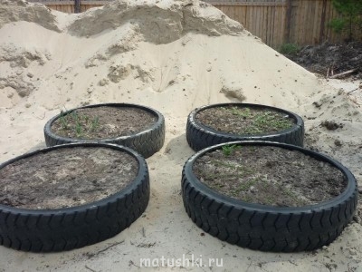 Наша дача - P1040050.JPG