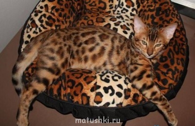 Кто там любит кошек? - 144.jpg