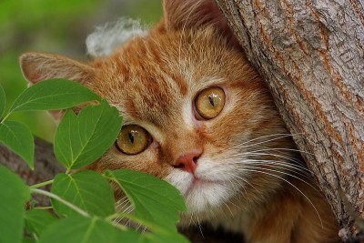 Кто там любит кошек? - 145.jpg