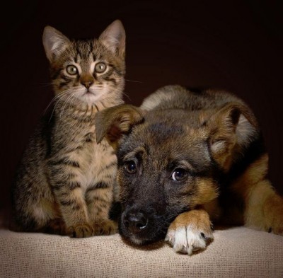 Кто там любит кошек? - 14.jpg