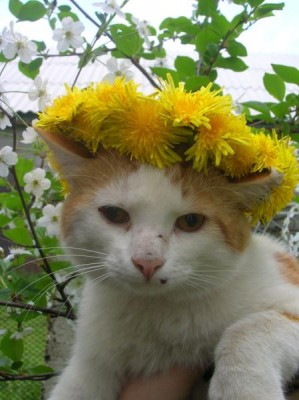 Кто там любит кошек? - 148.jpg