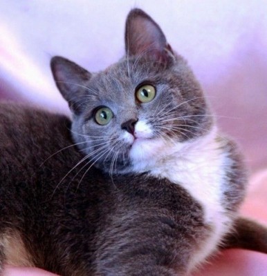 Кто там любит кошек? - 150.jpg