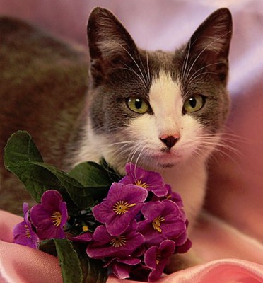 Кто там любит кошек? - 151.jpg