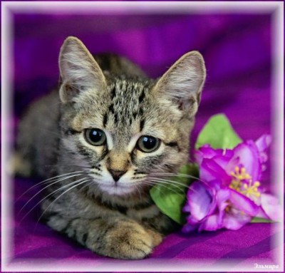 Кто там любит кошек? - 152.jpg