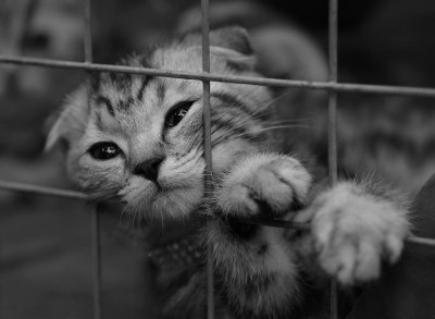 Кто там любит кошек? - 112.jpg