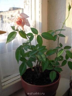 Re: Наши цветы - Изображение 507.jpg