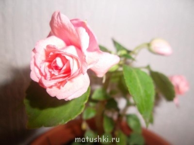 Re: Наши цветы - SAM_0244.JPG