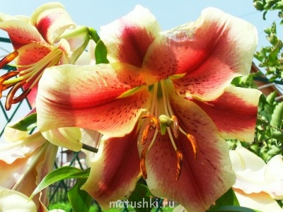 Мой любимый сорт лилий ОТ- гибридов Триумфатор