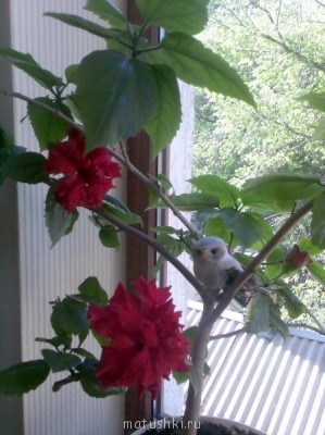 Re: Наши цветы - Фото002.jpg