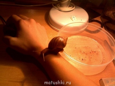 Улитки Ахатины - Image126.jpg