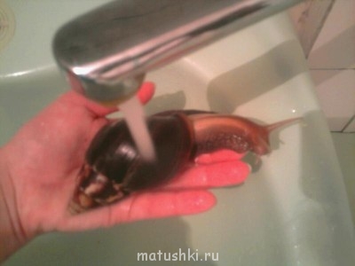 Улитки Ахатины - ________0106.jpg