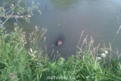 Они прекрасны и удивительны Из жизни животных. - IMAG0051.jpg