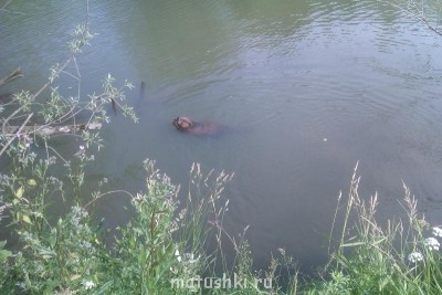 Они прекрасны и удивительны Из жизни животных. - IMAG0043.jpg