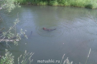 Они прекрасны и удивительны Из жизни животных. - IMAG0045.jpg