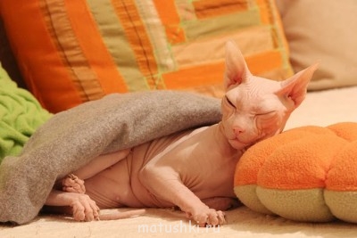 Кто там любит кошек? - холодно однако.jpg