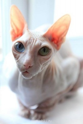 Кто там любит кошек? - гасяня.jpg