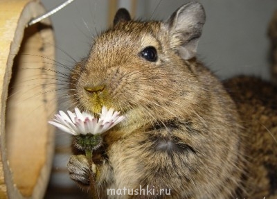 Дегу - degu.jpg