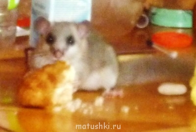 Дегу - Копия P1100330.JPG