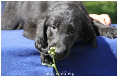 Сандра 2х месячная