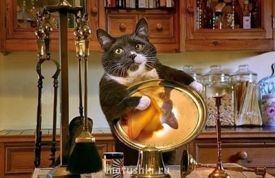 Кто там любит кошек? - x_1dbf2f4d.jpg