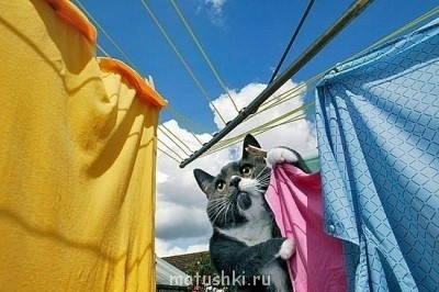 Кто там любит кошек? - x_2ac458b7.jpg