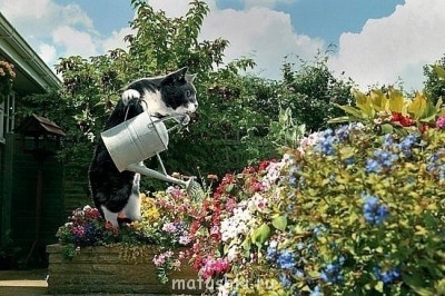 Кто там любит кошек? - x_4e019cfb.jpg