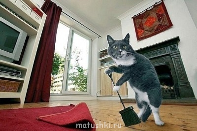 Кто там любит кошек? - x_6b897812.jpg