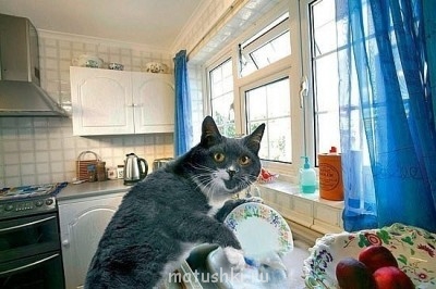 Кто там любит кошек? - x_8c6de77d.jpg