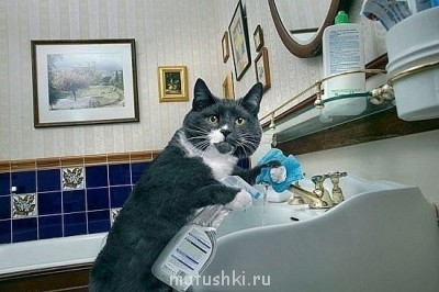 Кто там любит кошек? - x_734b5f9b.jpg