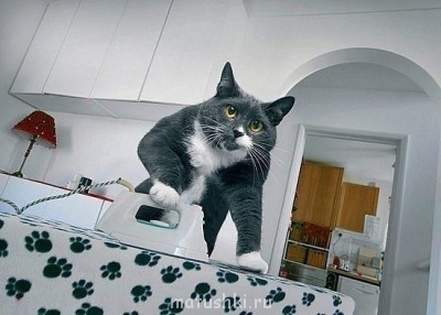 Кто там любит кошек? - x_bea2be63.jpg