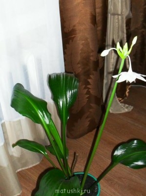 Re: Наши цветы - SDC18110.JPG