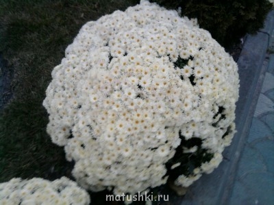 Шары из хризантем - Фото0322.jpg