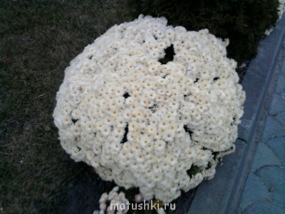 Шары из хризантем - Фото0324.jpg