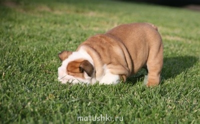 Приколы с нашими животными... - пух.jpg