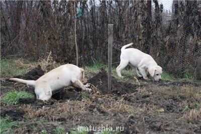 хозяева, мы картошку то окучили....выкопали...съели..че дальше делать?